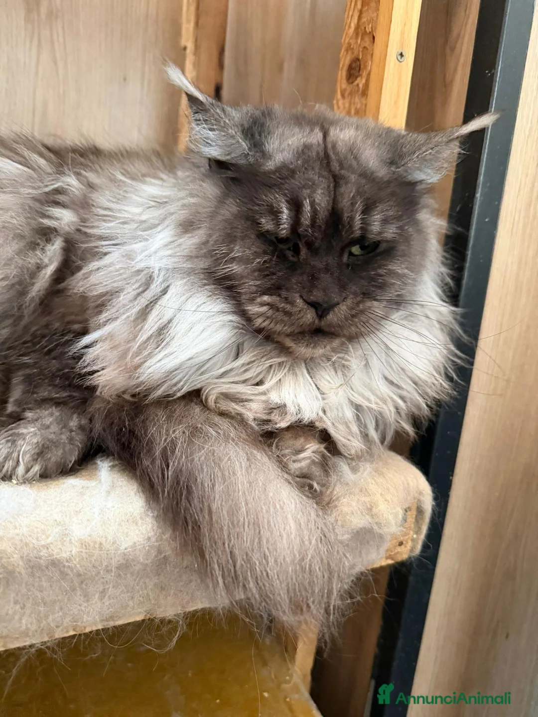 Maine Coon gatti in vendita: Cuccioli di Mainecoon  - Annuncio 1