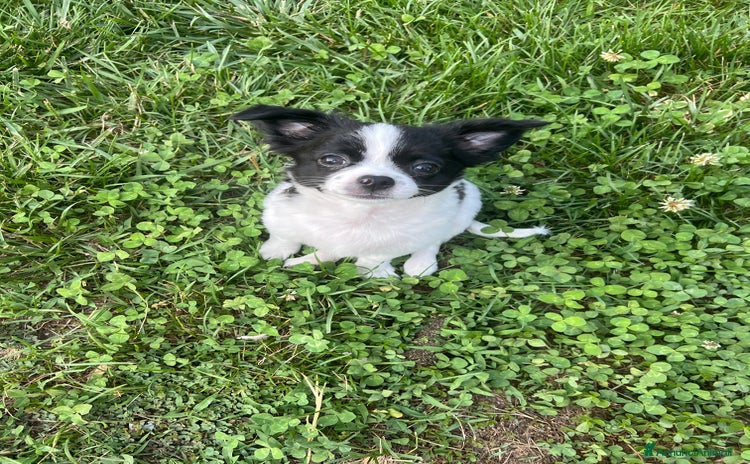 Chihuahua cani a Provincia di Reggio Emilia - Annuncio 15
