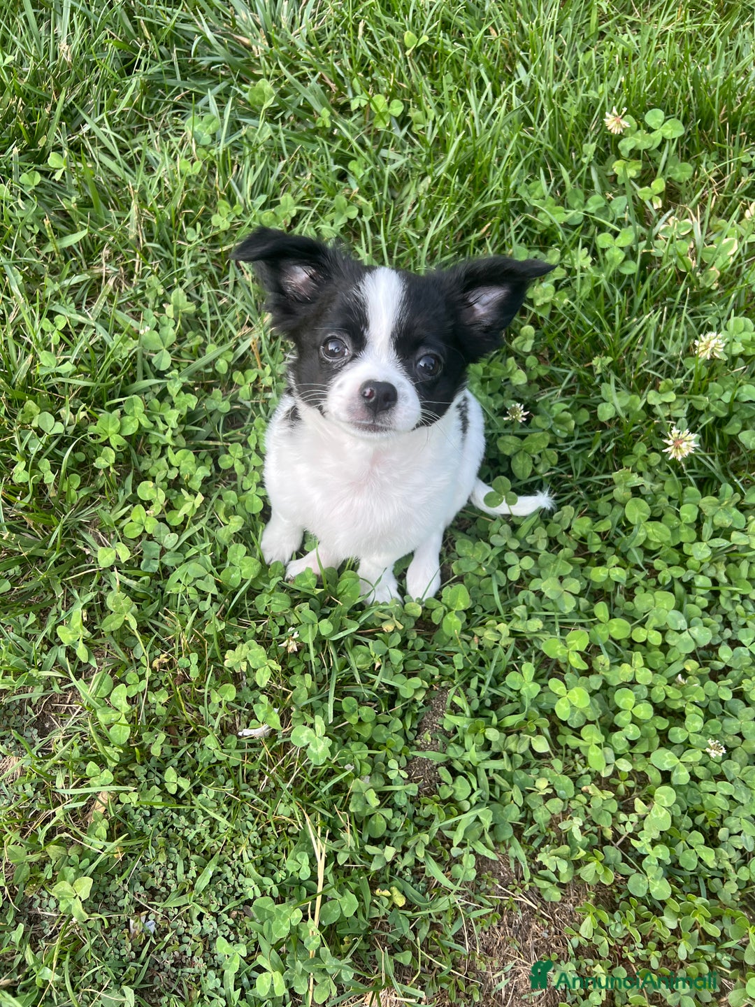 Chihuahua cani in vendita: Femmina pedigree pelo lungo a Provincia di Reggio Emilia - Immagine 1