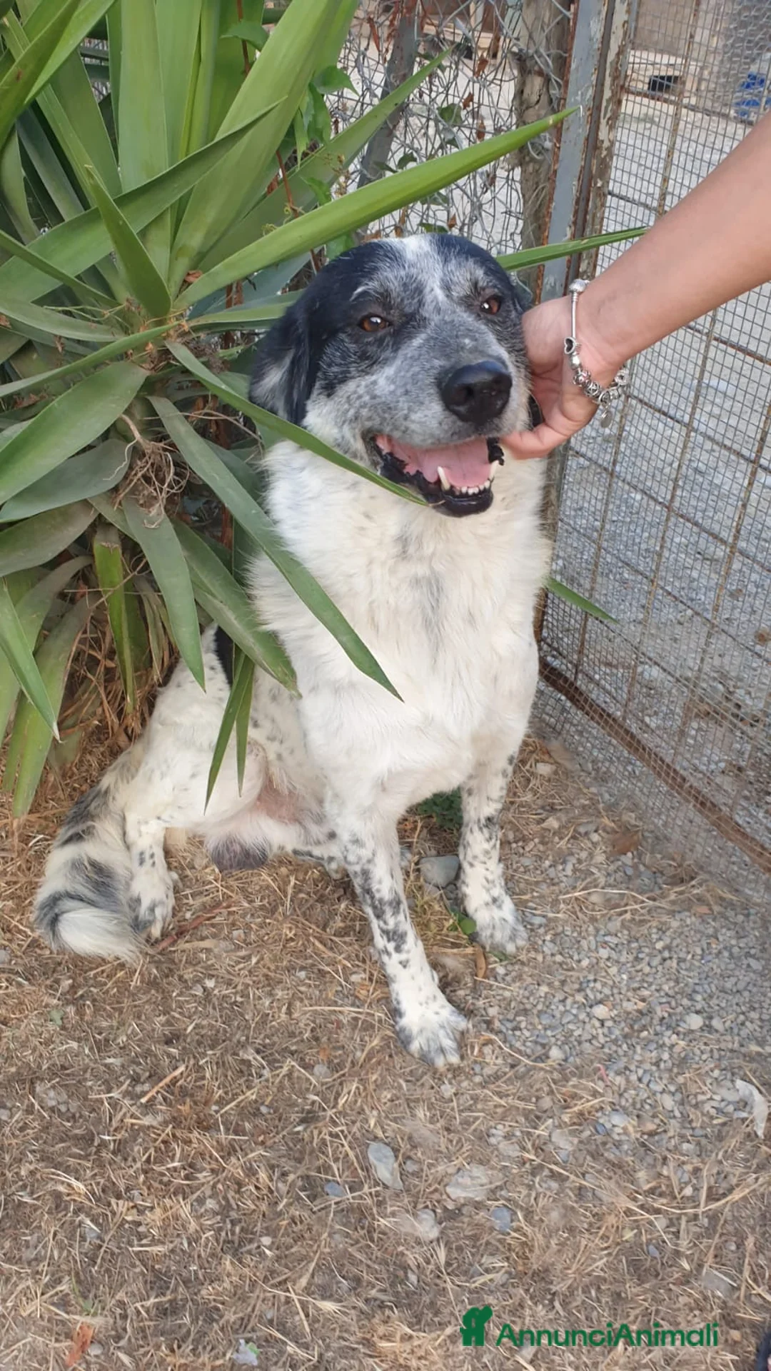 Meticcio cani in regalo: Da oltre 4anni in box..mai 1richiesta! Calabria a Città Metropolitana di Milano - Annuncio 1