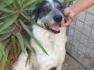 Meticcio cani Da oltre 4anni in box..mai 1richiesta! Calabria - Annuncio 13