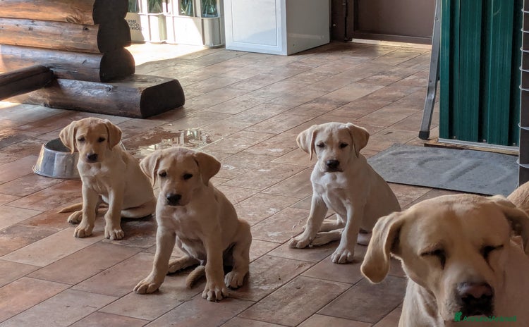 Labrador cani a Provincia di Brescia - Annuncio 2
