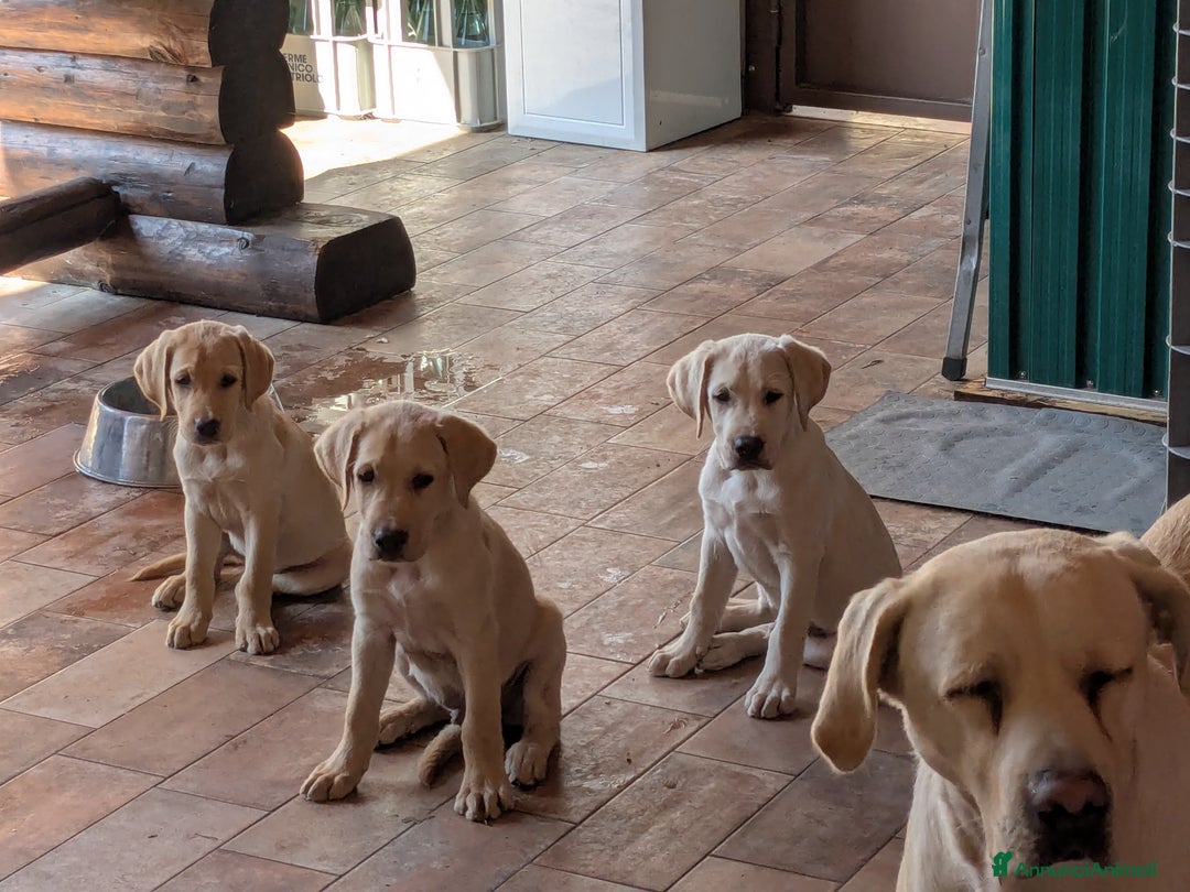 Labrador cani in vendita: Labrador Miele  a Provincia di Brescia - Immagine 1