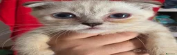 Scottish gatti in vendita: Splendori gattini schottisch Fold è brithish - Annuncio 17