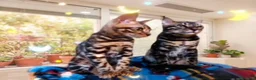 Bengala gatti in vendita: Splendido gatto Bengala maschio  - Annuncio 2