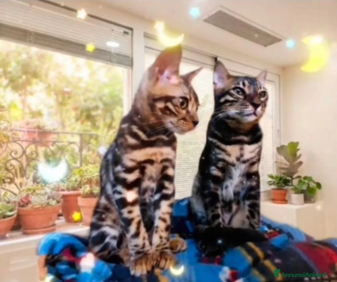 Bengala gatti in vendita: Splendido gatto Bengala maschio  - Annuncio 2