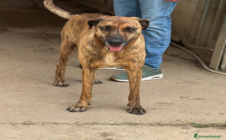 Meticcio cani TIGRA, cagnolona fantastica dimenticata da tutti! - Annuncio 13