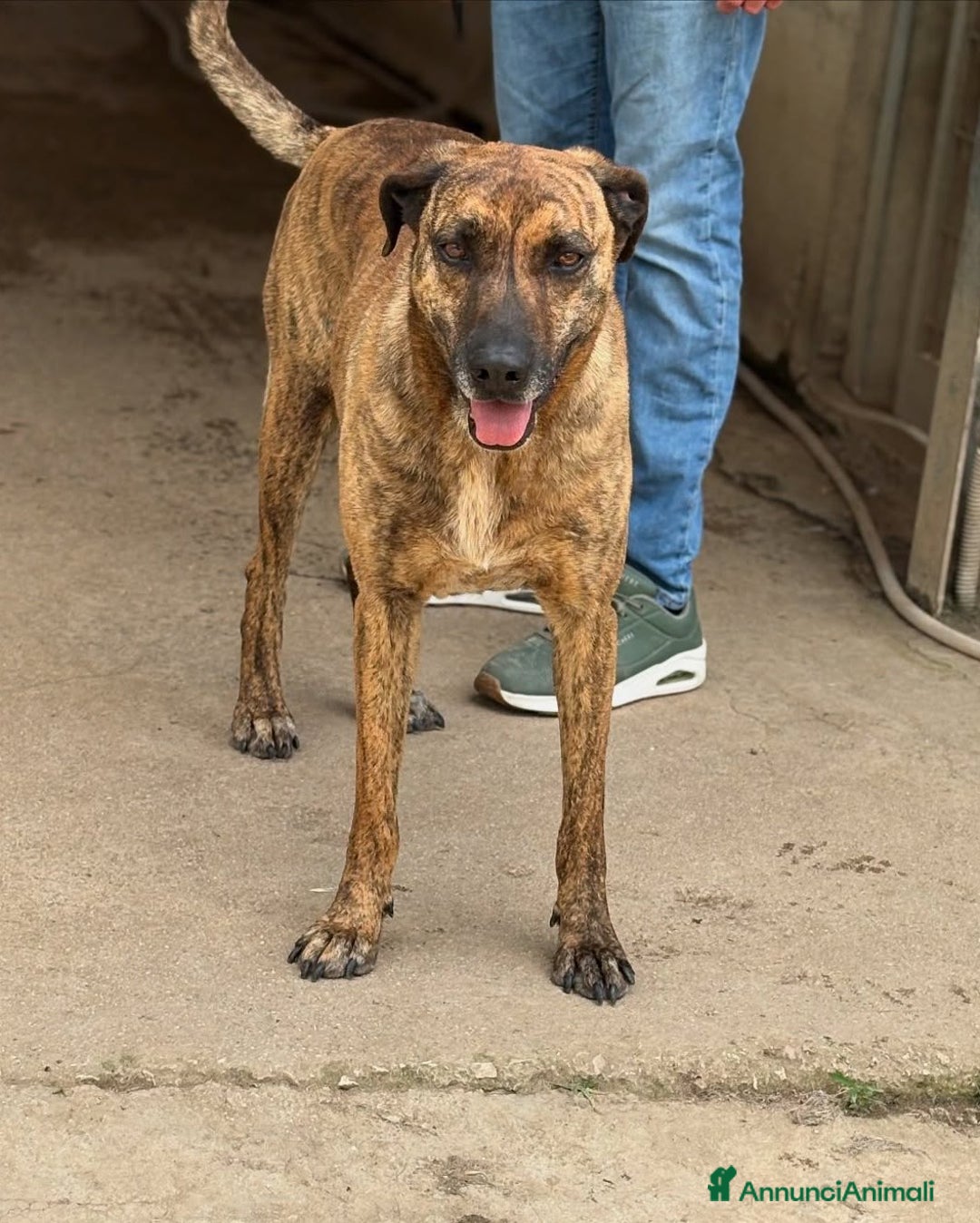 Meticcio cani in regalo: TIGRA, cagnolona fantastica dimenticata da tutti! - Annuncio 1