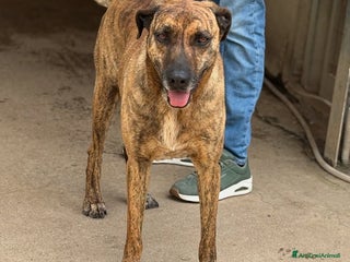 Meticcio cani TIGRA, cagnolona fantastica dimenticata da tutti! - Annuncio 25