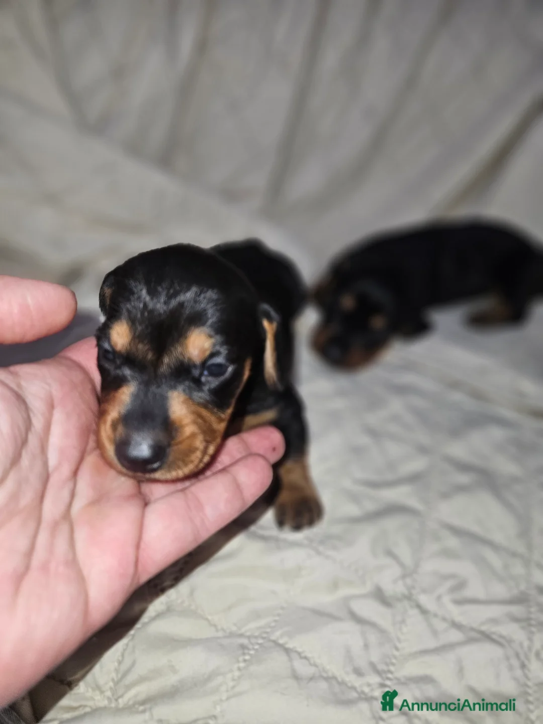 Bassotto cani in vendita: Bassotto kaninchen nero focato  a Città metropolitana di Milano - Annuncio 8