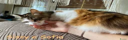 Altre razze gatti in regalo: SISSY E SOFIA APPELLO URGENTE a Città metropolitana di Roma Capitale - Annuncio 3