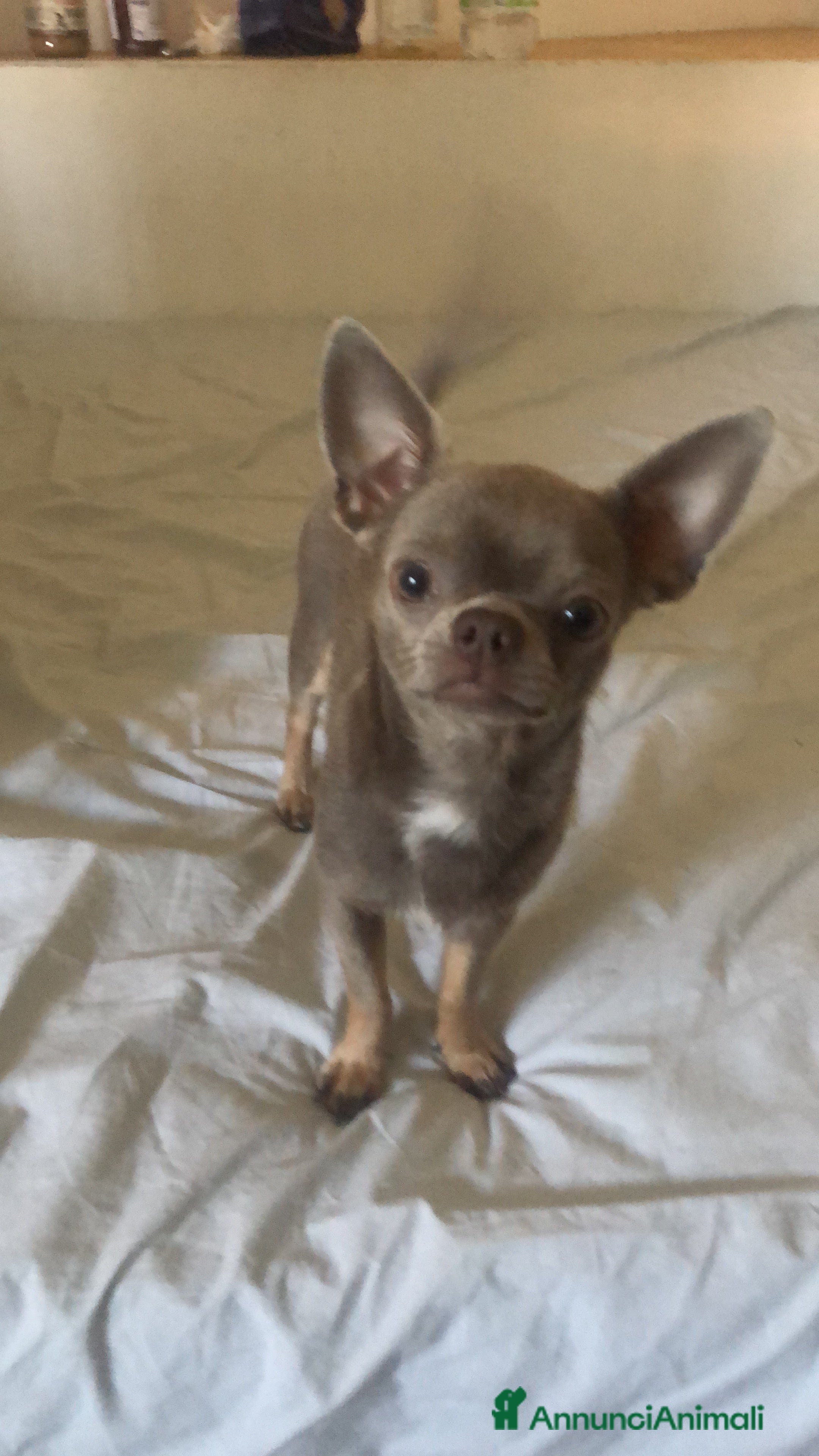 Chihuahua cani Chihuahua per accoppiamento  a Città Metropolitana di Milano - Annuncio 2