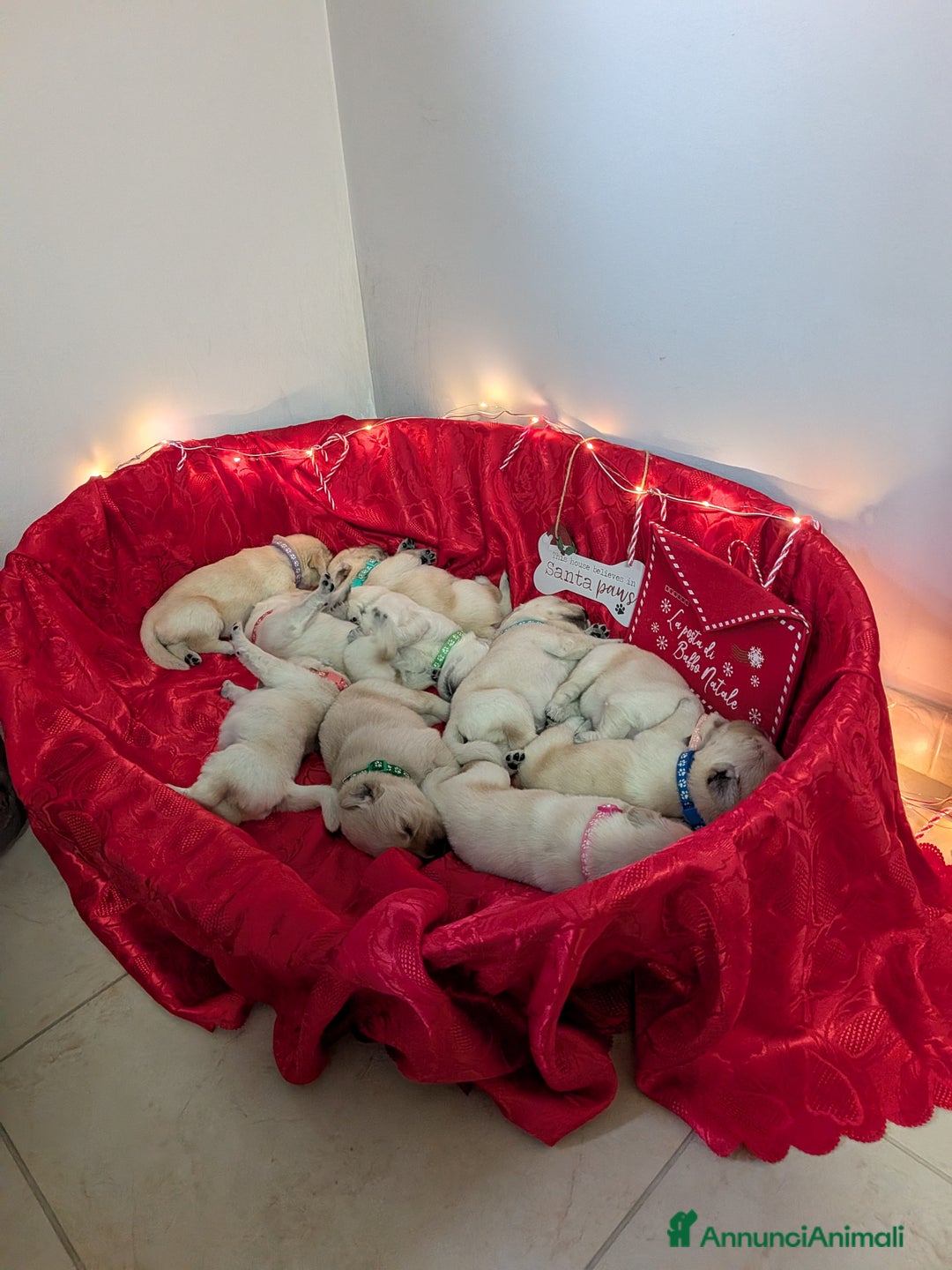 Golden Retriever cani in vendita: ULTIME DISPONIBILITÀ GOLDEN RETRIEVER AMERICANI  - Annuncio 3