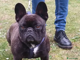 Meticcio cani ETTORE, BULLDOG INGLESE CERCA CASA - Annuncio 4