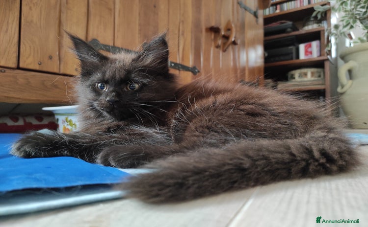 Maine Coon gatti a Provincia di Massa e Carrara - Annuncio 13