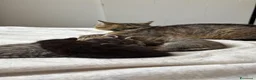 Europeo gatti in regalo: GATTINI - Annuncio 2