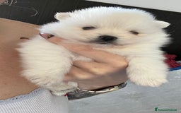 Volpino Pomerania cani in vendita: Volpino di Pomerania  - Immagine 3