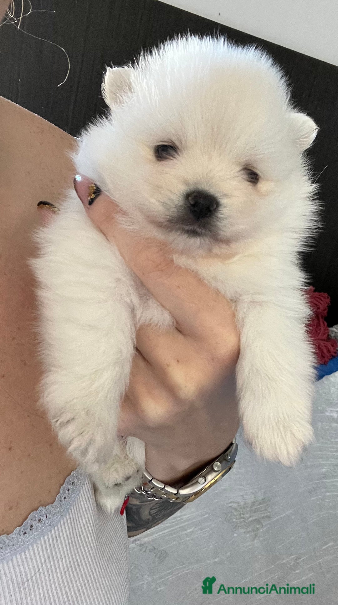 Volpino Pomerania cani in vendita: Volpino di Pomerania  - Immagine 3