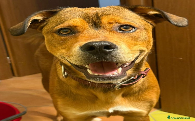 Meticcio cani a Città metropolitana di Roma Capitale - Annuncio 8