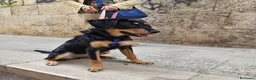Meticcio cani in regalo: Kyra una cagnolina favolosa  - Annuncio 3