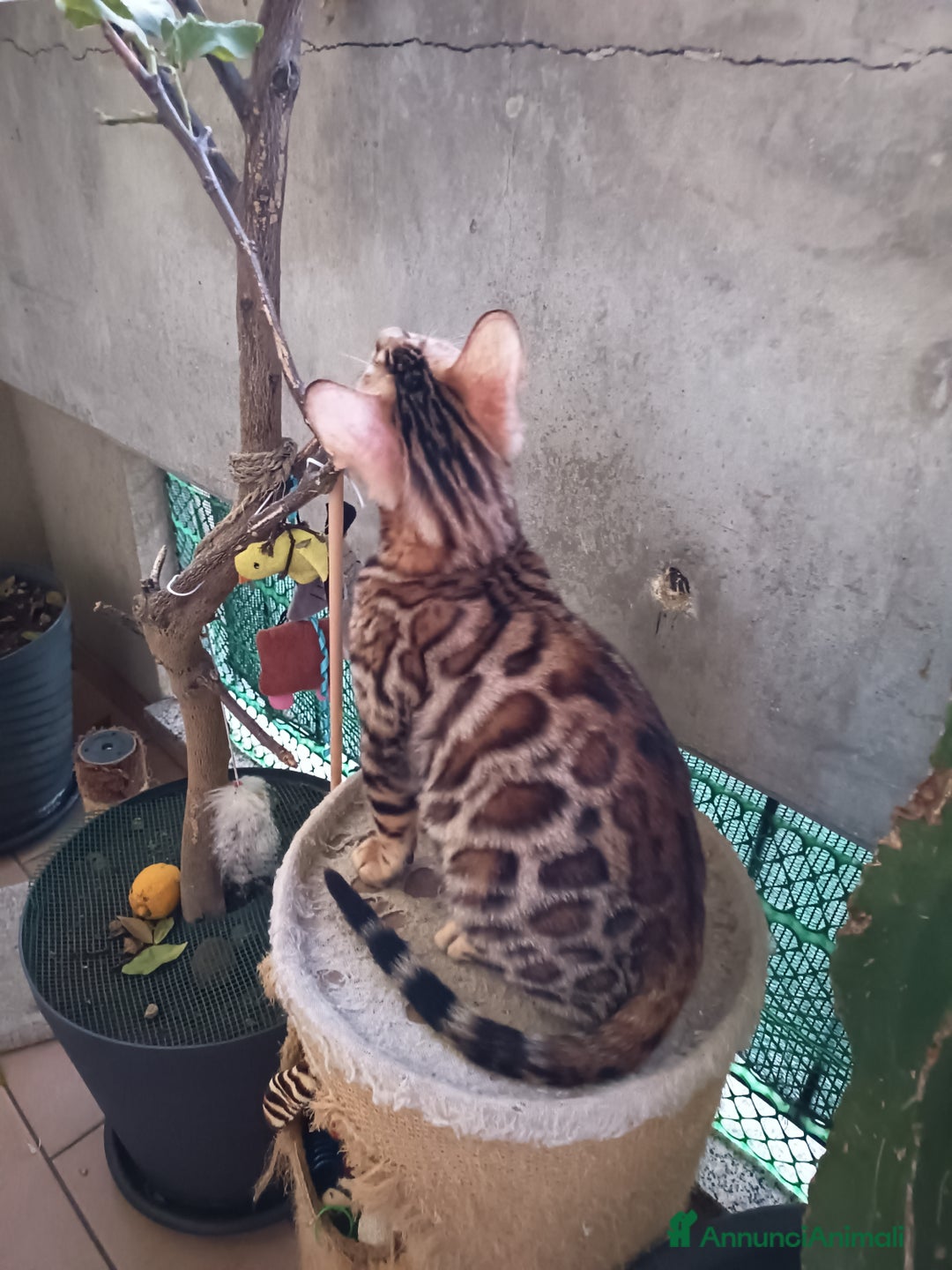 Bengala gatti in vendita: cucioli bengala  - Annuncio 15