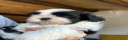 Shih Tzu cani in vendita: Cuccioli di Shi-tzu - Annuncio 5