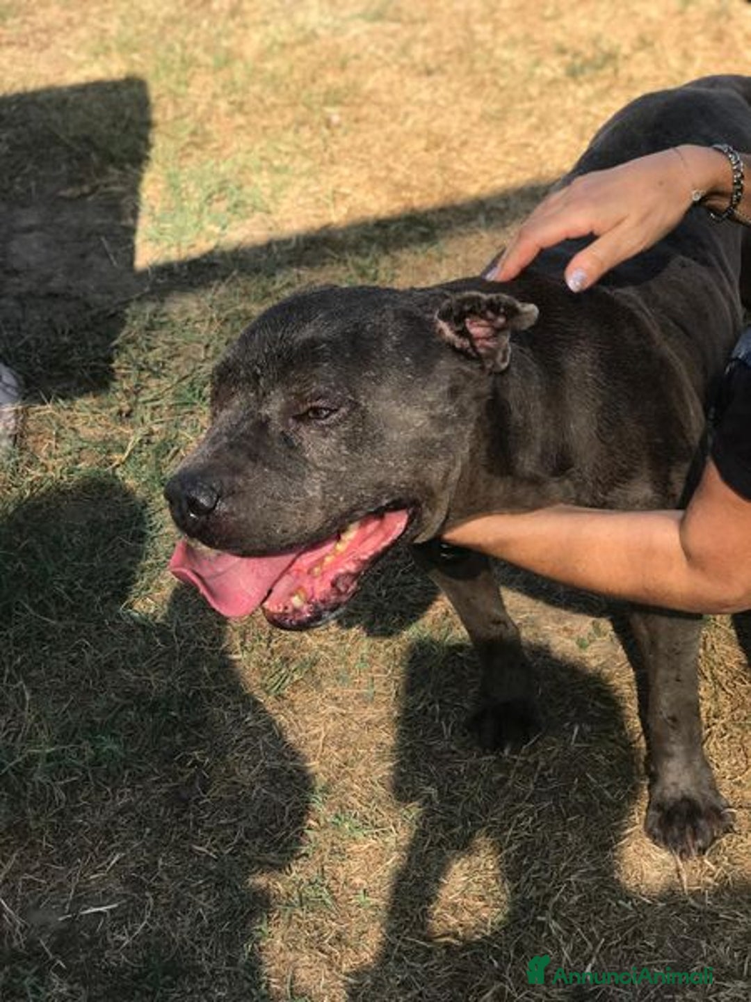 Meticcio cani in regalo: Bambacione, il nome adatto a lui - Annuncio 3