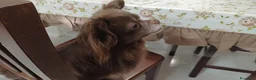 Chihuahua cani in regalo: Rio, chiuhuahua in cerca di casa a Città Metropolitana di Bari - Annuncio 10