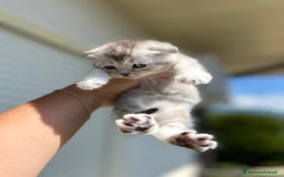 Scottish gatti in vendita: Scottish fold/straight a Provincia di Treviso - Immagine 5