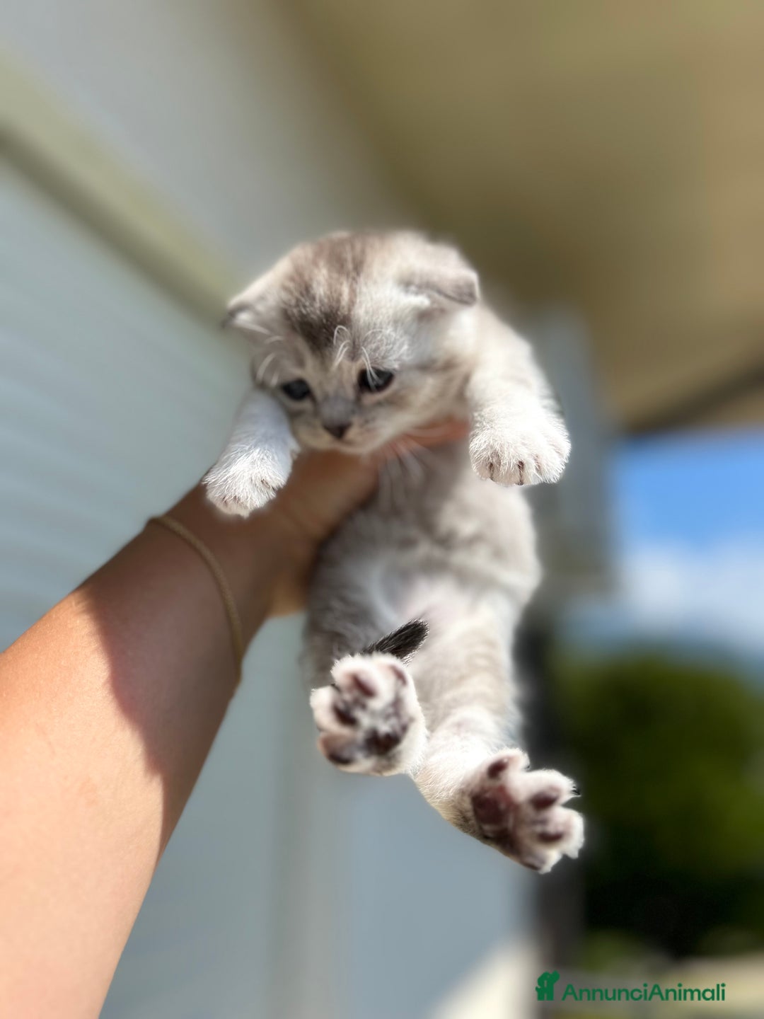 Scottish gatti in vendita: Scottish fold/straight a Provincia di Treviso - Immagine 5