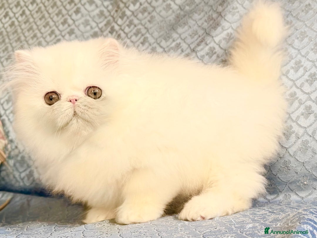 Persiano gatti in vendita: Cuccioli di gatto persiano - Annuncio 5