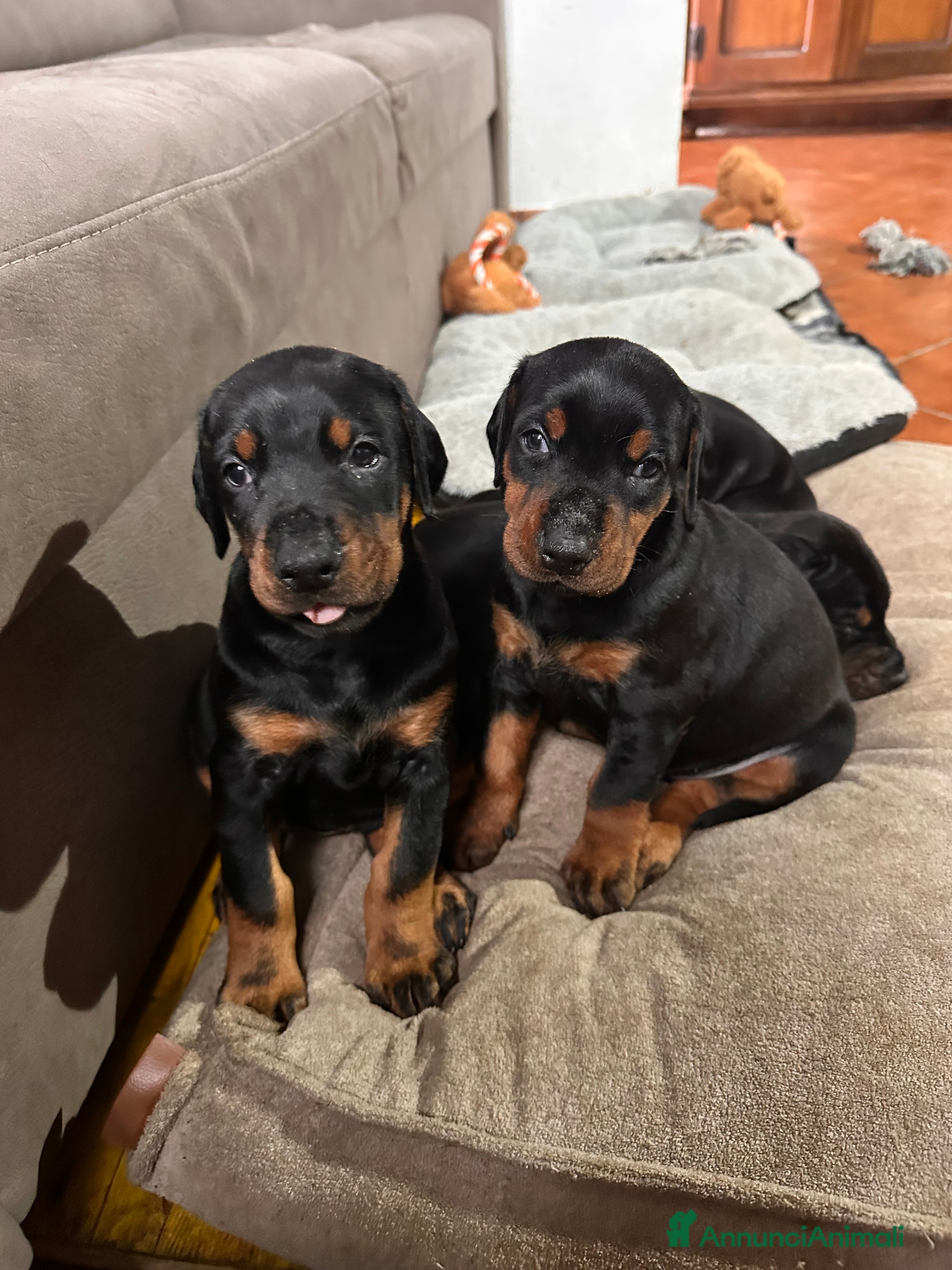 Dobermann cani cucciole dobermann  - Annuncio 4