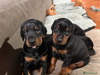 Dobermann cani cucciole dobermann - Annuncio 1