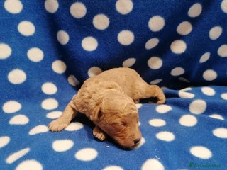 Barboncino Toy cani Barboncini Toy cuccioli - Annuncio 10