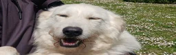 Meticcio cani in regalo: ROBERTA PAROLA D'ORDINE ALLEGRIA...IN ADOZIONE - Annuncio 1