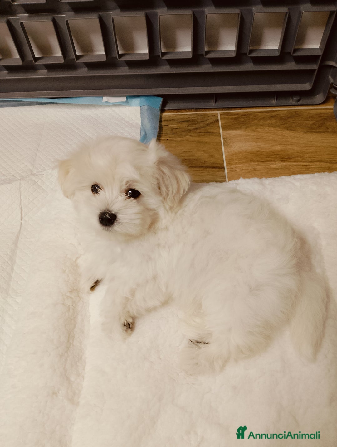 Maltese cani in vendita: Cucciolo maltese di appena 2 mesi sverminato  - Annuncio 4