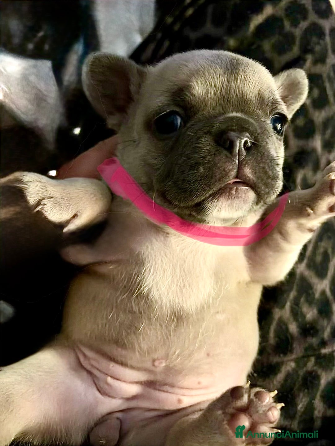 Bulldog Francese cani in vendita: Vendo bulldog francesi esotici - Annuncio 4
