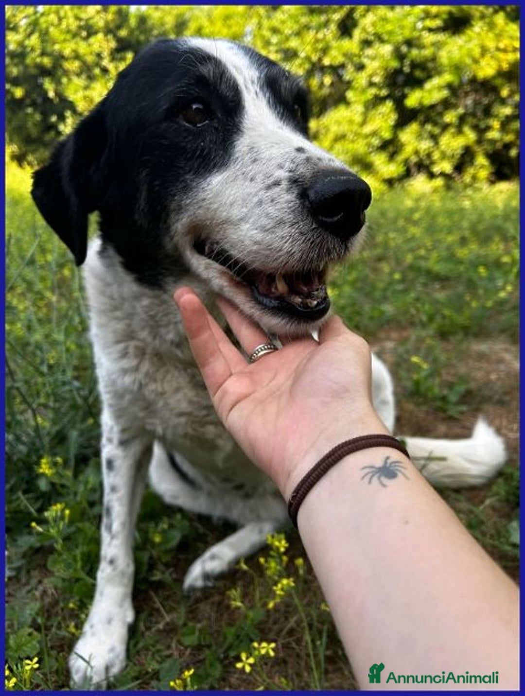 Meticcio cani in regalo: CHIANINA nonnina giocosa ed allegra - Annuncio 5