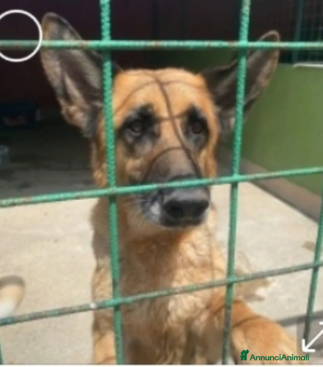 Pastore Tedesco cani in regalo: Pastore Tedesco femmina 8anni aspetta da anni.NAPO a Città metropolitana di Milano - Annuncio 1