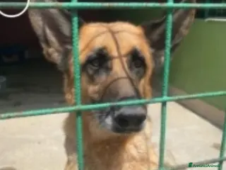 Pastore Tedesco cani Pastore Tedesco femmina 8anni aspetta da anni.NAPO a Città metropolitana di Milano - Annuncio 1