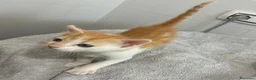 Meticcio gatti in vendita: Regalo bellissimo gattino - Annuncio 2