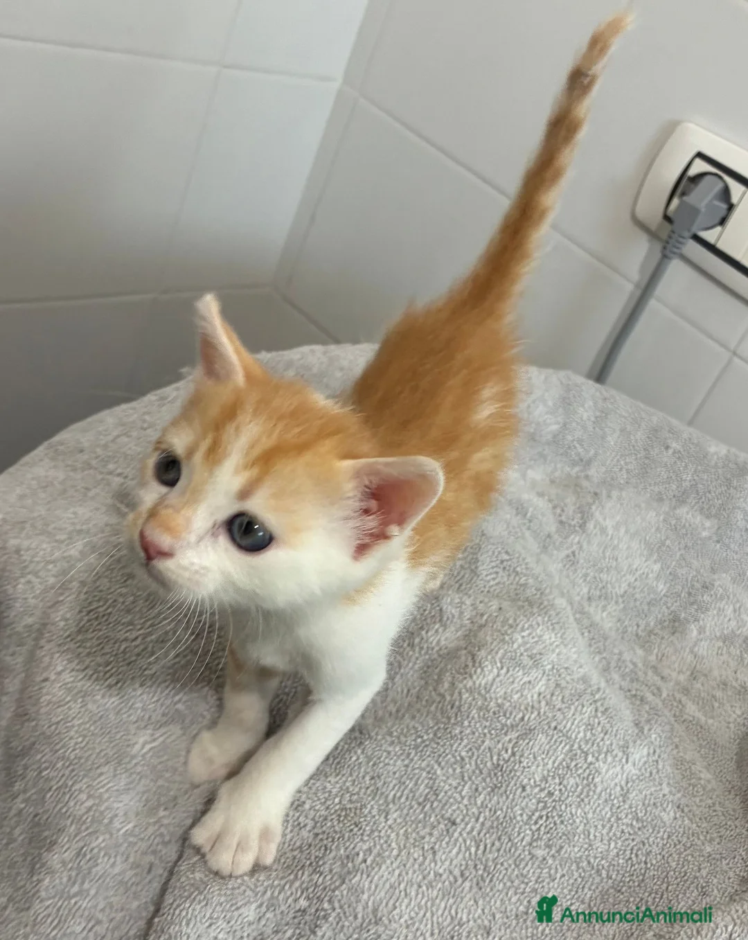 Meticcio gatti in vendita: Regalo bellissimo gattino - Annuncio 2