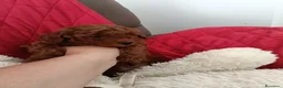 Barboncino Toy cani in vendita: Bimbo da amare  - Annuncio 5