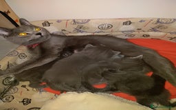 Certosino gatti in vendita: Cuccioli di CERTOSINO PURISSIMI a Metropolitan City of Milan - Immagine 1