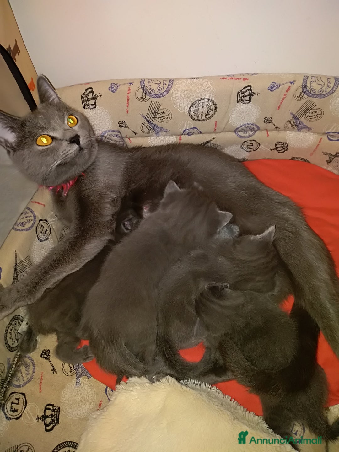Certosino gatti in vendita: Cuccioli di CERTOSINO PURISSIMI a Metropolitan City of Milan - Immagine 1
