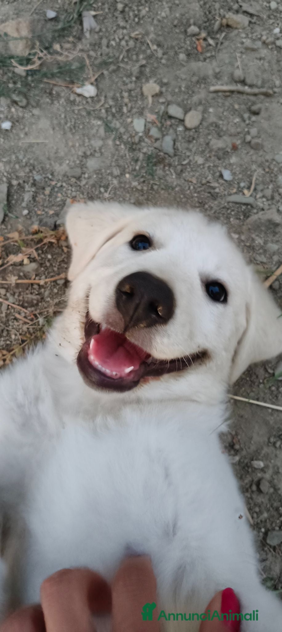Meticcio cani Coco aspetta la sua famiglia ❤️ - Annuncio 31