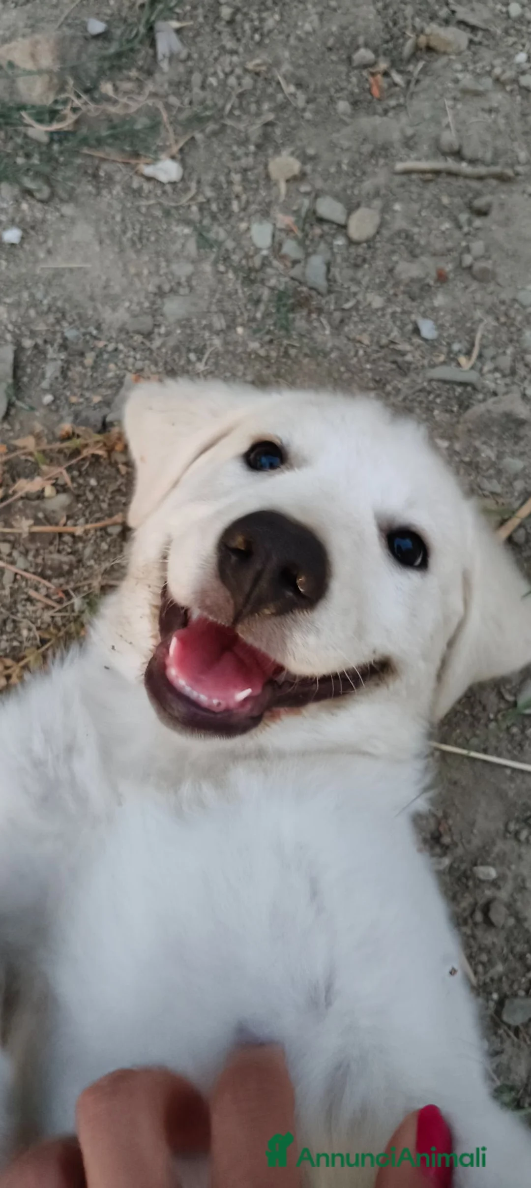 Meticcio cani in regalo: Coco aspetta la sua famiglia ❤️ - Annuncio 1