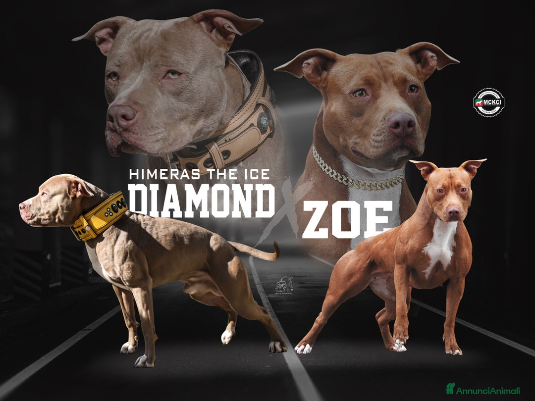 Pitbull cani in vendita: Cuccioli strepitosi di Pitbull con pedigree  - Annuncio 1