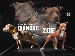 Pitbull cani Cuccioli strepitosi di Pitbull con pedigree - Annuncio 1