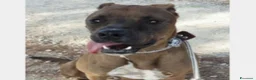 Meticcio cani in regalo: Lady, derivata pitbull cane Femmina a Latina - Annuncio 3